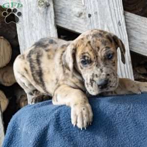 Herman, Great Dane Puppy